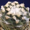 Copiapoa_hypogaea